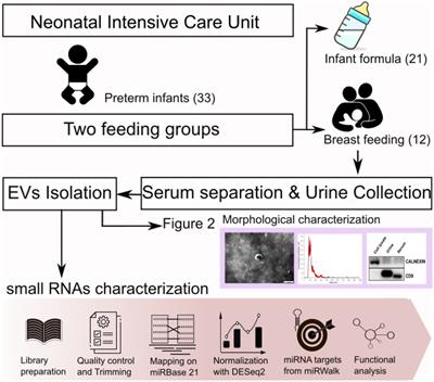 Characterization of exosomal microRNAs in preterm infants fed with breast milk and infant formula